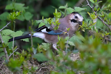 Songbirds in winter near feeders - Eurasian jay.  Bird foraging and gathering grass for a nest