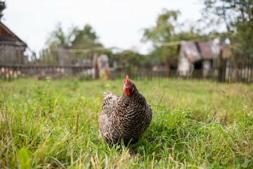 beautiful chickens graze on the grass
