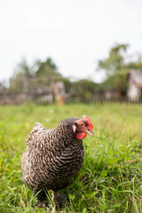 beautiful chickens graze on the grass