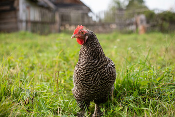 beautiful chickens graze on the grass