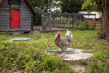 beautiful chickens graze on the grass