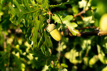 Green acorn on the branch in the oak forest
