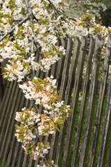 Kwitnące wiosenne drzewo na tle starego drewnianego płotu. - obrazy, fototapety, plakaty