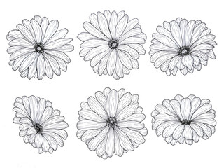 Set of flowers gerbera, hand-drawn illustration