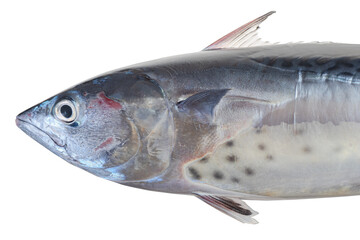 Fresh tuna fish from the Mediterranean Sea