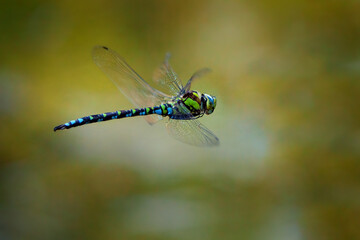 The southern hawker or blue hawker - Aeshna cyanea - is a species of hawker dragonfly