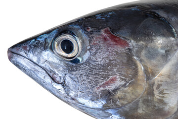 Fresh tuna fish from the Mediterranean Sea