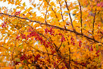 Close-up shot of branch of ripe barberry on the tree. Autumn yellow leaves and berries of barberry bush