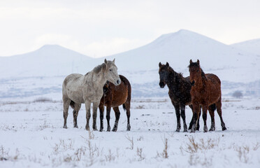 Wild horses are running and on the snow. Yilki horses are wild horses that are not owned in Kayseri, Turkey