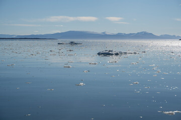 ice pieces floating in the water of the arctic ocean in Svalbard islands (Norway)