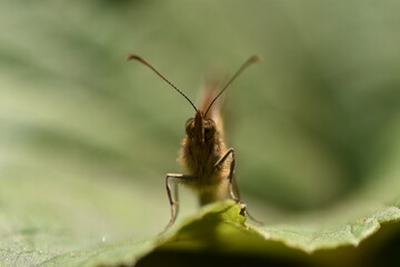 Frontal de mariposa sobre una hoja
