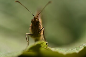 Frontal de mariposa sobre una hoja