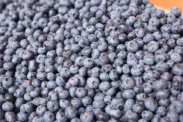 blueberry berries collected in the forest