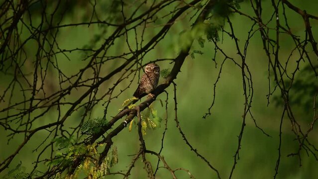 Spotted owlets in forest 