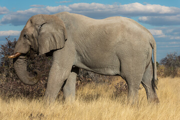 Fototapeta na wymiar Profile image a a bull elephant in the late afternoon sun