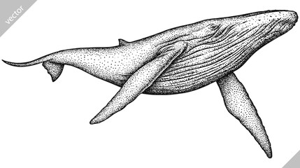 Vintage engrave isolated blue whale set illustration humpback ink sketch. Wild cachalot background line giant dolphin vector art © Turaev