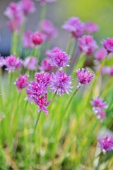 Blühender Schnittlauch