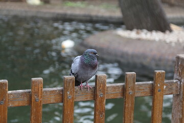pigeon on the fence