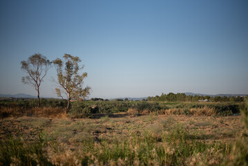 Fototapeta na wymiar trees in the field