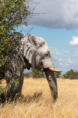 Single elephant standing in head profile