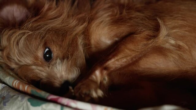 Senior mix breed dog licking his paw. Cute little cockapoo puppy shot in 4k. pet dog concept. portrait of a cute brown dog with curly fur. dog lying on the bed.