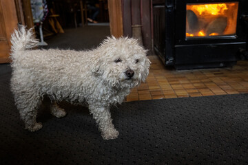 A small white curly dog walking by the fireplace in a cosy country pub.