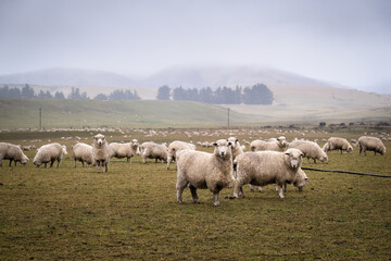 Sheep grazing in the fog with mountains in the distance, Otago, South Island.