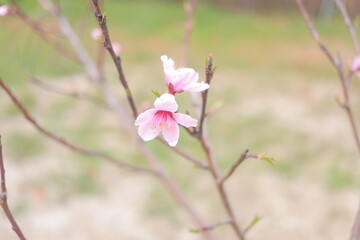 pink magnolia flowers