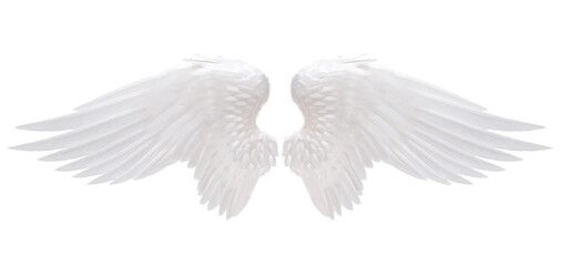 Fototapeta na wymiar white angel wing isolated for design