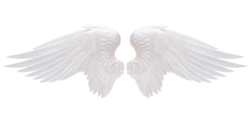 white angel wing isolated for design
