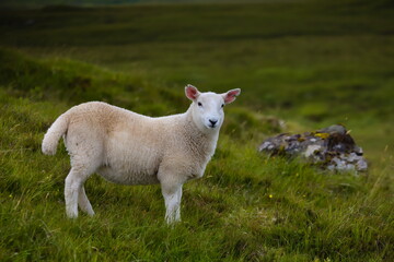 Obraz premium Image of a young lamb posing for the camera on the Isle of Skye in the Scottish Highlands, United Kingdom.