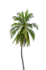 New coconut tree isolate for design