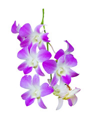 Fototapeta na wymiar purple orchid flower isolate on white