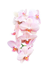 pink orchid flower isolate on white