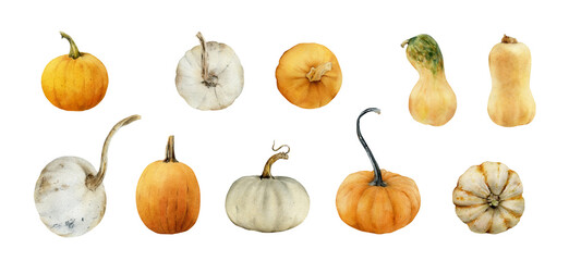 Watercolor white and orange cute pumpkin illustrations set isolated on white background. Cucurbita, squash, gourd clip art. Hand-drawn autumn fall vegetables collection for recipes, cards, decoration