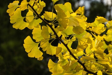 Ginkgo tree (Ginkgo biloba). Branch with yellow and gold leaves on ginkgo tree against blurred background of greenery of garden. Selective focus. Golden Autumn in Evergreen Landscaped Garden.