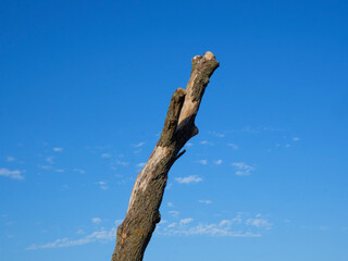 Uschnięty pień  © EwaAF