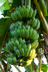 A bunch of green bananas.