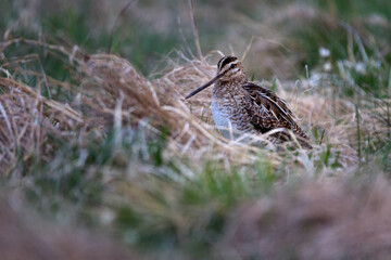 The common snipe - Gallinago gallinago is a small, stocky wader native to the Old World.