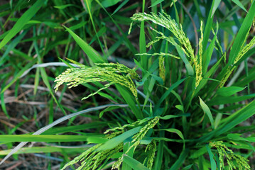 Rice plants and ears of rice in the field, top view.