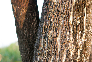 The rough texture of the bark on an old tree.