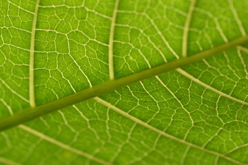 Detalle de hoja al trasluz (macro)