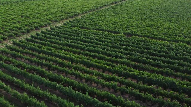 Aerial Drone Shot of Sunny Wineyard .