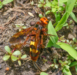 Close up scolia female on green grass.