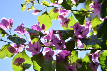 Rama en plena floración de buganvilla