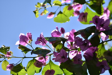 Rama en plena floración de buganvilla