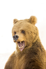 Portrait of a bear on a white background. Growls
