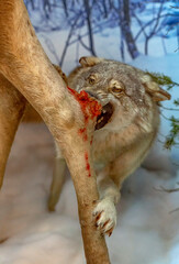 grey wolf (Canis lupus) furiously attacks the animal moose. Bites the leg. blood.