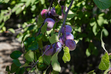 Plums close up photography, Fruits among the leaves on a branch, polish orchards, healthy polish food, close up photography, Poland
