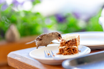 Carrot cake or a classic banner with a cake. Delicious carrot cake is eaten by a bird, a bird sparrow. Even the bird has a cake. Confectionery online store, promotion.